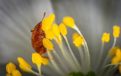 tips for controlling bugs and plant disease