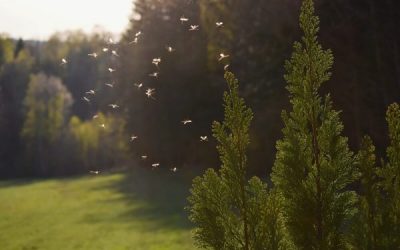 how to control mosquitoes hanging around your apartment community