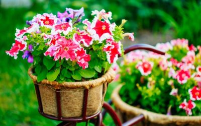 4 ways to get the most out of colorful summer landscapes
