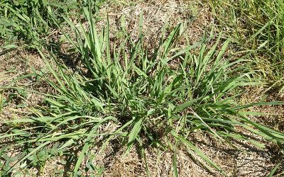 dealing with dallisgrass