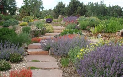 save money and increase your property’s value with xeriscaping