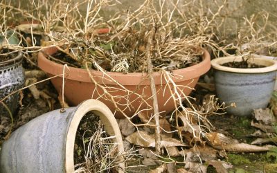 signs of plant heat stress recovery & strategies to protect them