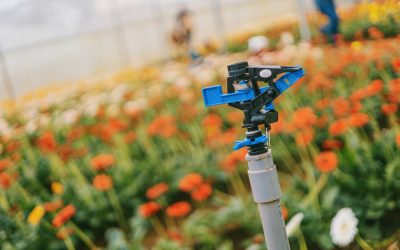 navigating summertime irrigation challenges