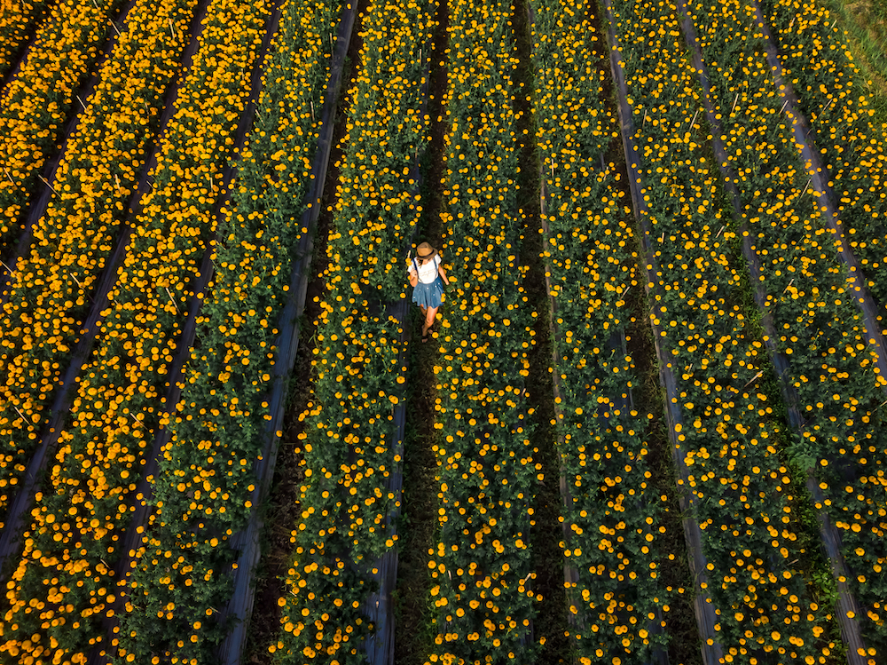 canva aerial photo of woman standing in flower field