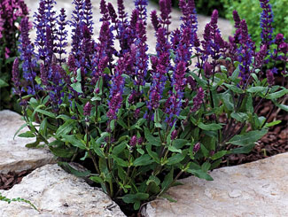 salvia 1