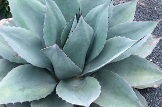 agave