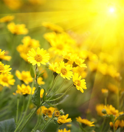 flowers in direct sunlight—earthworks