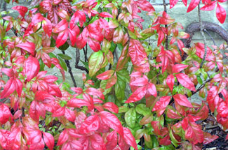 nandina