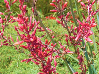 red yucca