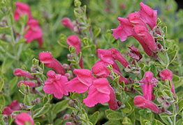 texas skullcap 1