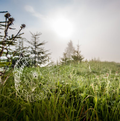 spider spinning a web in the grass with evergreens in the background