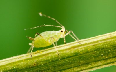 Invasive guests are making themselves at home in your plants.