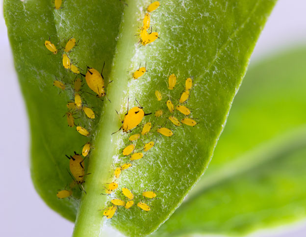 lawn pest control services in texas