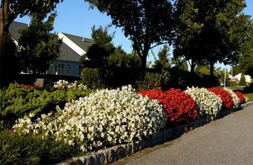 Landscape Design And Irrigation 2 plants