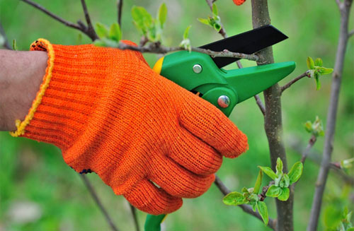 trimming and pruning