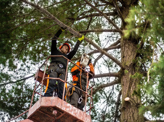 commercial tree services in texas