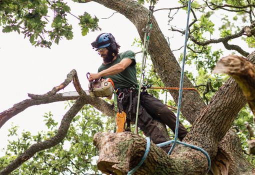 Expert Tree Removal Service In Houston For A Safer And Beautiful Landscape 1 tree removal
