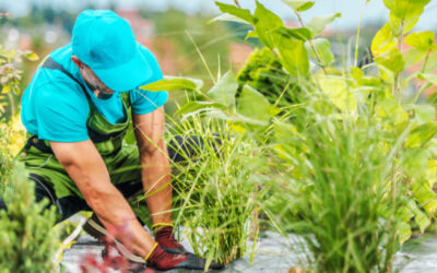 weed warriors: mastering pre and post emergent control tactics