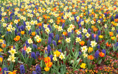 spring sprang. time to embrace the vibrant colors of spring and summer
