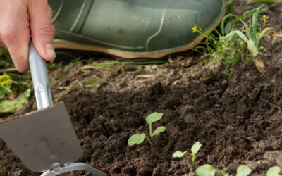 why are we seeing an increase in weeds?