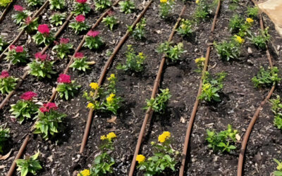 drip it right: drip irrigation and hydrozoning in commercial landscapes.