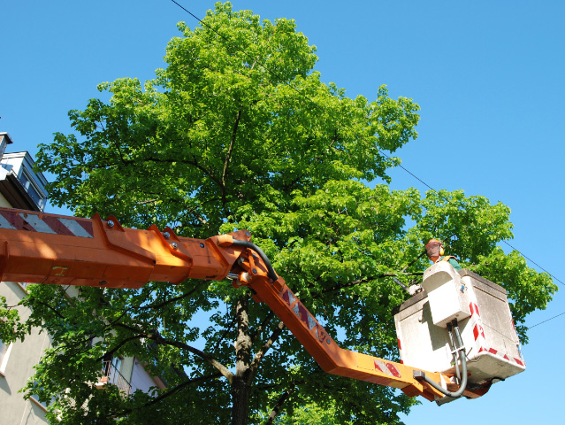 Enhance Your Dallas Property And Improve Tree Health With Expert Tree-Trimming Services 1 enhance your dallas property
