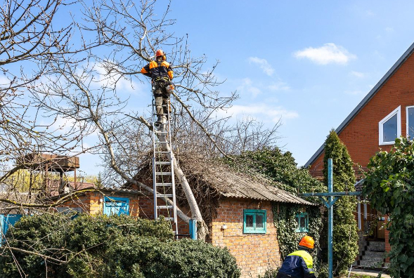 Expert Arbor Tree Care Services In Fort Worth – Nurturing Healthy Trees 1 tree care services