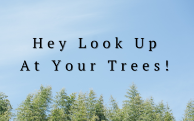 hey look up….at your trees