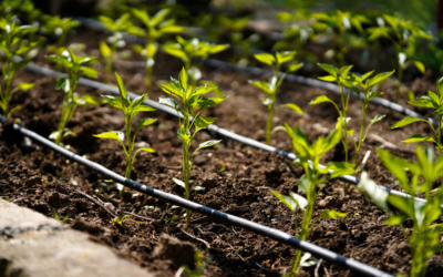 how to save money on your irrigation water bill